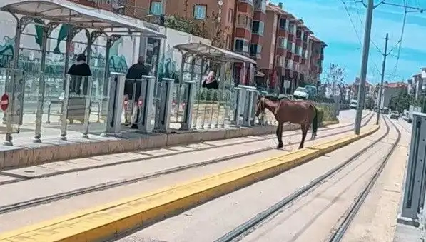 Eskişehir Tramvay Raylarında Baş Belası: Başıboş At Olayı Şehirde Şok Yarattı