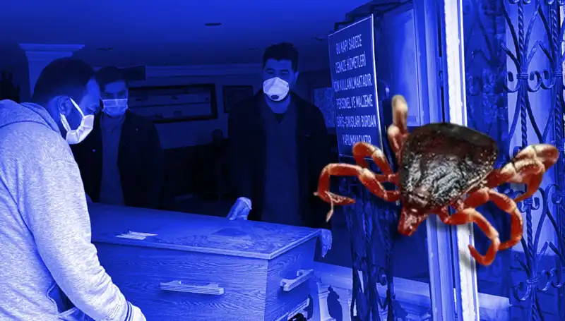 İstanbul'daki Keneler Zararsız Mı? Yeni Araştırma Sonuçları Ortaya Çıkardı