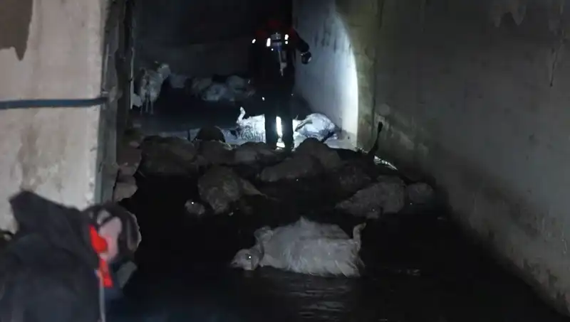 Keskin Koku İle Gelen Felaket: Hayvanlar Telef Oldu