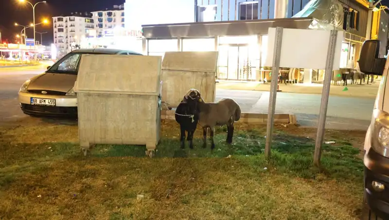 Mor Karaman Koyunları, Yola Düşerek Terk Edildi: İşte Yaşanan Olayın Detayları