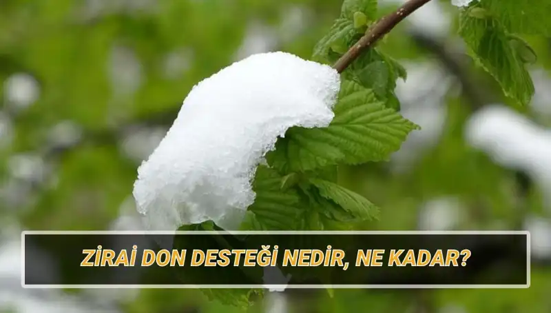 Zirai Don Desteği: Kimlere Ne Kadar Verilecek ve Etkileri Neler?