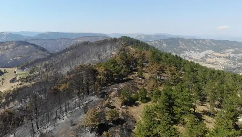 Bolu'da Doğanın Yeniden Doğuşu: 5 Milyon Fidan Toprakla Buluşuyor