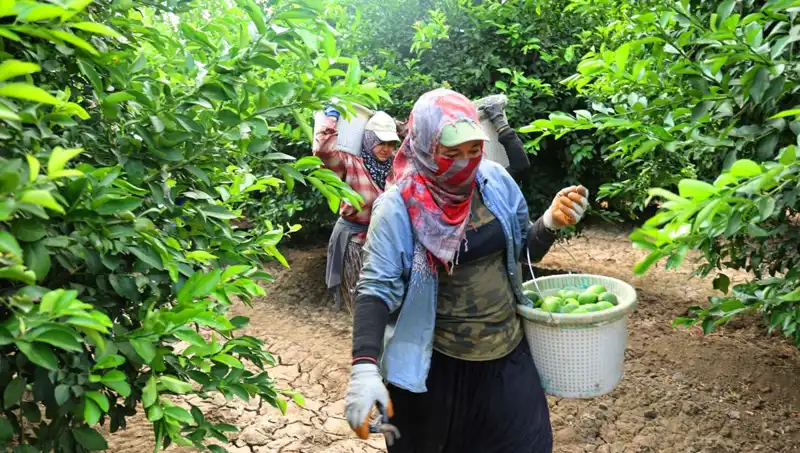 Marketlerde Patlayan Fiyatlar: Kilo 150 Lirayı Aştı, Hasat Umut Veriyor