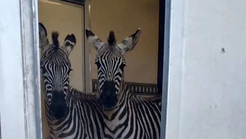 Sınırda Durdurulan Minibüsten Çıkanlar Şaşırttı: 2 Zebra, 6 Maymun, Antilop ve Kuğu!
