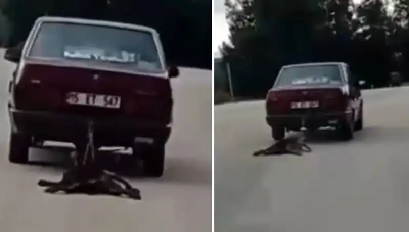 Otomobilin Arkasına Bağlanan Köpek Hayatını Kaybetti: İnsanın Sınırlarını Zorluyor