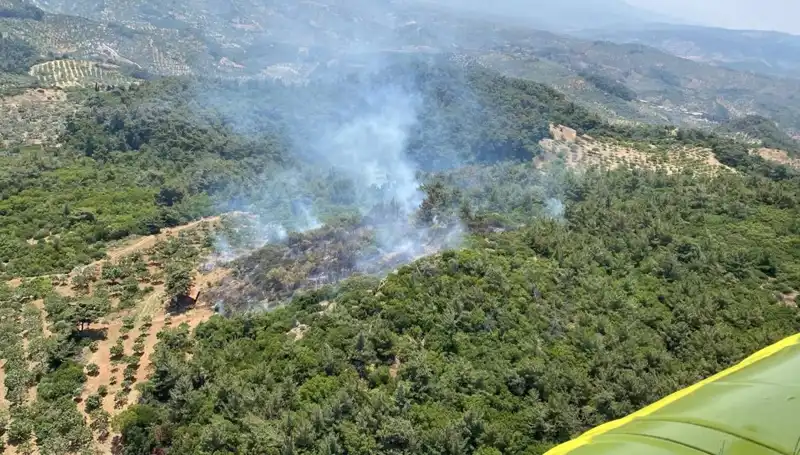 Aydın’da Orman Yangını, Hayvanlar ve Doğa İçin Tehlike Çanları Çalıyor!
