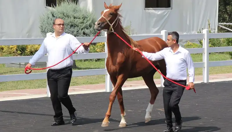 Türkiye’nin Taşkın Kralı: Rekor Kıran Doğa Olayları ve Etkileri