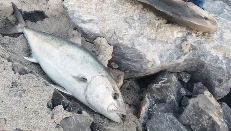 Oltayla Yakalanan 65 Kilo Balık: 18 Bin TL’ye Satıldı!