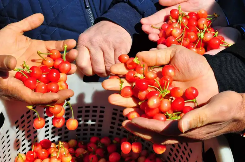 İlk Hasat Sıkıntılarına Son: Kilosu 3 Bin 500 TL’den Satışa Sunuldu!