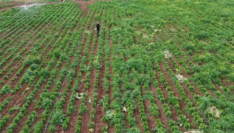 Marul Hasatında Kuraklığın Etkileri: Üreticiler Ne Yapacak?