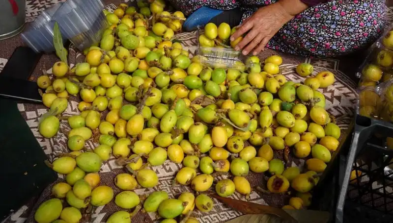 Muşmula Hasadı Başladı: Ürünlerin Değeri 150 TL ile Zirveye Çıkıyor