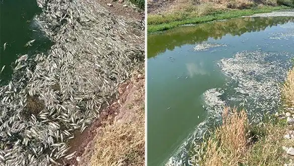 Karasu Çayı’nda Gizemli Balık Ölümleri: Soruşturma Başlatıldı