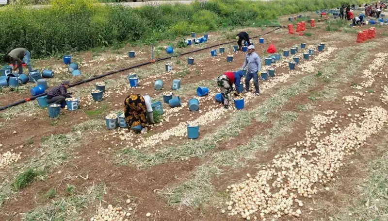 Soğan Hasadı Başladı: Fiyatların Düşmesi Üreticileri Endişelendiriyor