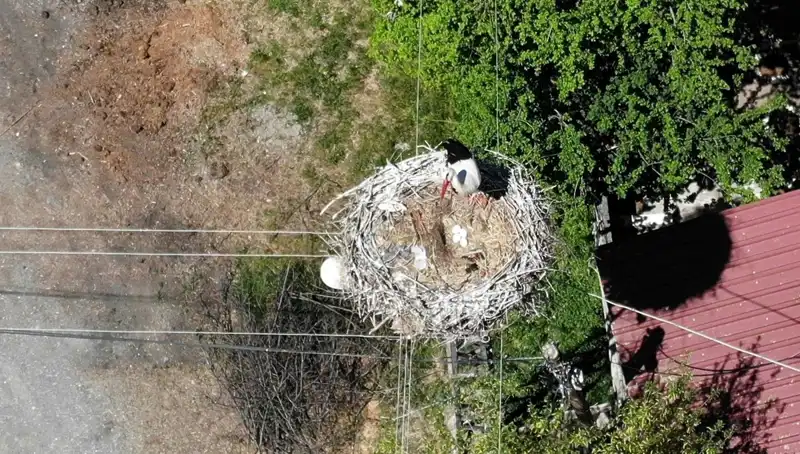 Baharın Müjdecisi Yuvasına Dönmek İçin 22 Yıl Bekledi