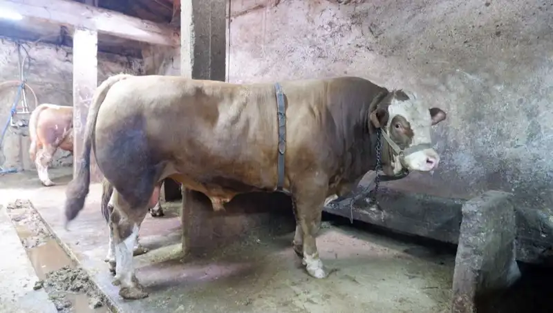 1 Ton 200 Kiloluk Eşsiz Ürün Satışa Çıktı: Fiyatı Şaşırttı!