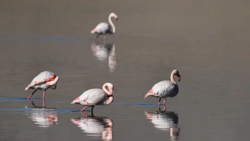 Kuş Cennetinde Kuraklığın Etkisi: Flamingo Sayısındaki Düşüş Endişelendiriyor