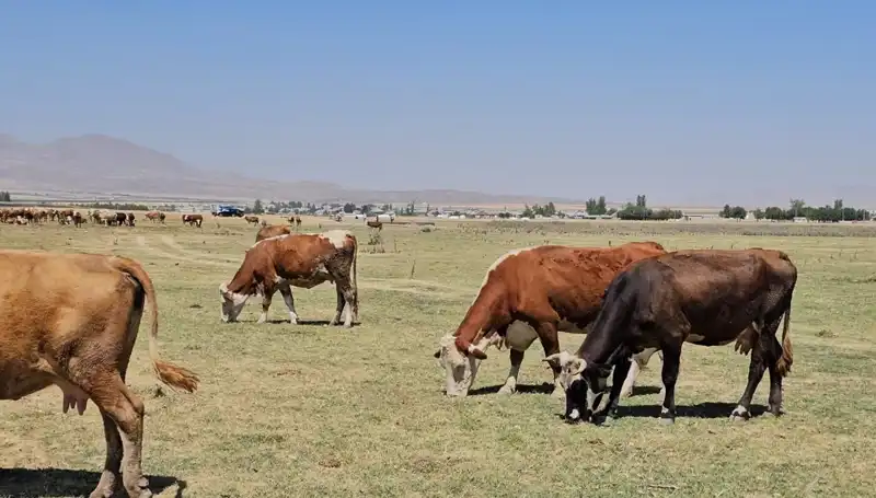 Arin Gölü’nün Kuruması: Bölgedeki Su Krizi Derinleşiyor