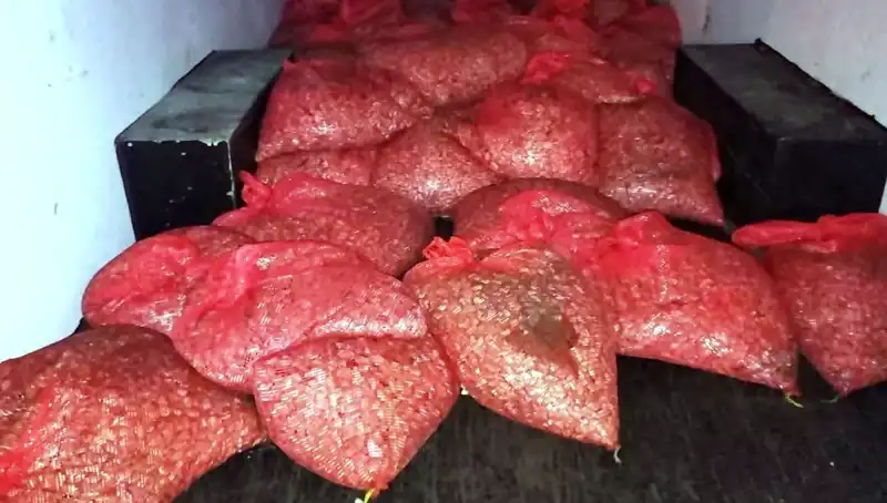 Samsun'da Şok! 1,5 Ton Kaçak Midye Operasyonu Gerçekleşti