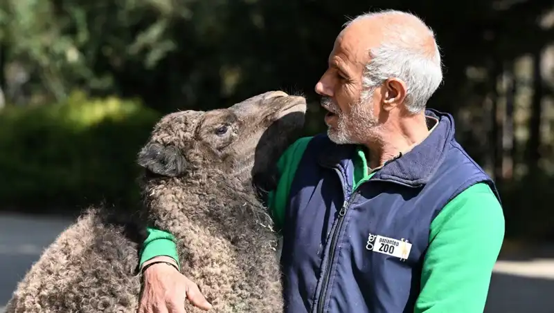 Boncuk Anne, Yavrularına 4 Litre Sütle Beslenme Sağlıyor!