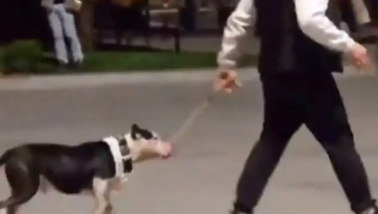 Ağızlıksız Pitbull, Diğer Köpekleri Neden Hedef Aldı? Sahibine Cezai İşlem!
