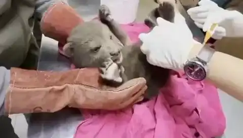 Karabük Ormanlarında Yavru Bozayı Bulundu: Doğa Severler Şaşkın!