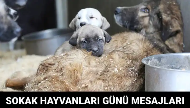 Dünya Sokak Hayvanları Günü: Hayvan Hakları İçin Farkındalık Yaratma Zamanı