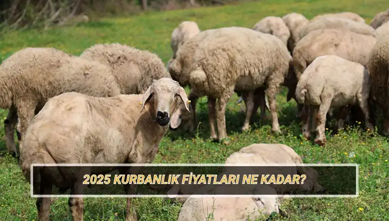 2025 Kurban Fiyatları: Büyükbaş ve Küçükbaş Kurban Maliyetleri Nedir?