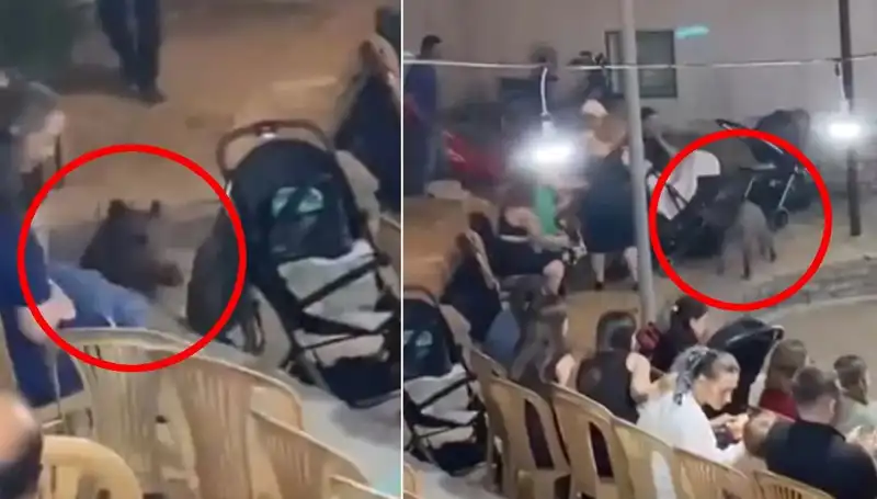 Düğün Törenini Baskınla Bastıran Yaban Domuzu Olayı