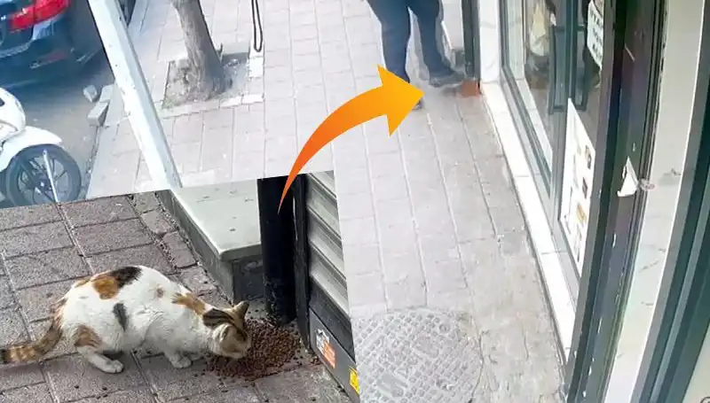 Kedilerin Mamalarını Dağıtıp Kaçan Gizemli Varlık Kim?